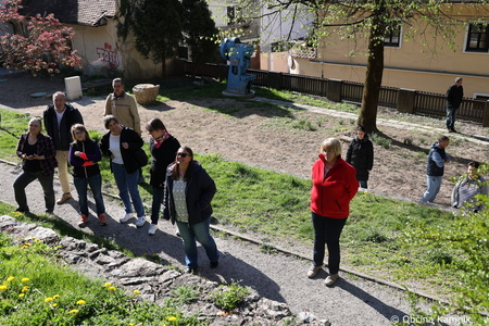 Rez kamniške trte, ki je potomka najstarejše vinske trte (11)